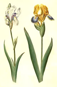 (Iris pallida), paläiris und Iris variegata
