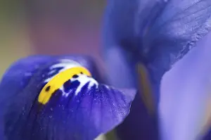 Drucke von Iris reticulata Reticulata Drucke: Iris reticulata