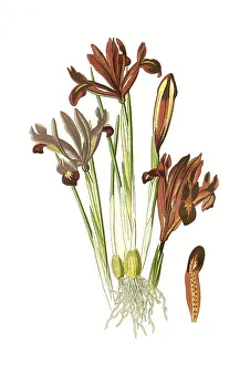 Iridaceae Plants Drucke: Iris reticulata, Netted Iris. Netted iris