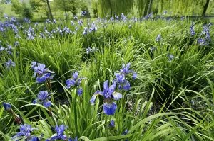 Siberian Iris Drucke: Iris sibirica