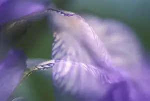 Summer Blooming Flowers Drucke: Iris sibirica iris