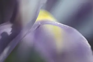 Siberian Iris Drucke: Iris sibirica iris