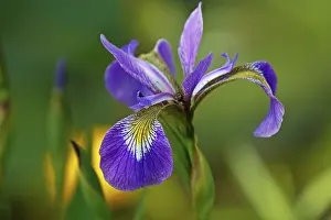 Drucke von Iris versicolor (Iris versicolor), Schleswig-Holstein, Deutschland Versicolor Drucke: Iris versicolor (Iris versicolor)