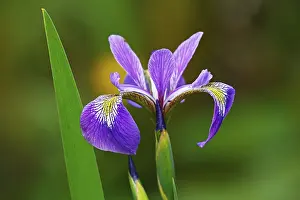 Drucke von Iris versicolor (Iris versicolor), Schleswig-Holstein, Deutschland Versicolor Drucke: Iris versicolor (Iris versicolor)