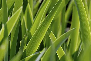 Central European Botanicals Drucke: Irises (Iris), leaves against the light