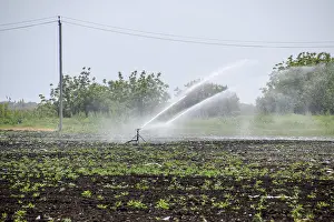 Automatic Watering System Drucke: Irrigation system in field of melons