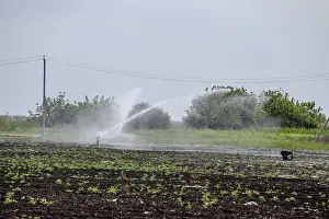 Agricultural Equipment Drucke: Irrigation system in field of melons