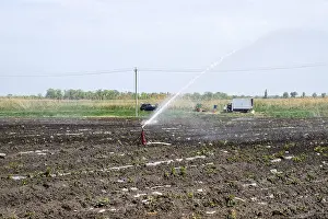 Farmland Agriculture Drucke: Irrigation system in field of melons