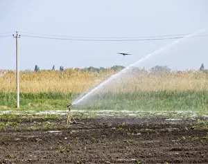 Agricultural Industry Drucke: Irrigation system in field of melons