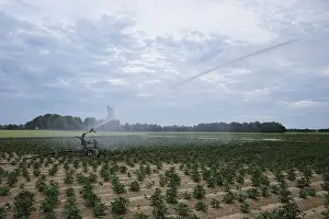 German Countryside Landscape Drucke: Irrigation of the fields, drought