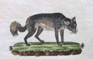 Historical Animal Representation Drucke: Isatis (Canis lagopus), hand-coloured copperplate engraving from Friedrich Justin Bertuch Picture book for children