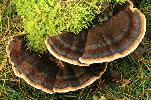 Close Up Fungus Drucke: Ischnoderma benzoinum
