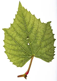 Isolated On White Background Photo Drucke: Isolated vine leaf, backlight to enable to see all the small details