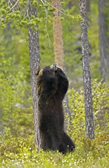 Funny Animal Moments Drucke: Itch - itching - itchiness