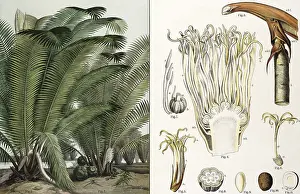 Historical School Picture Drucke: Ivory palm, Phytelephas macrocarpa