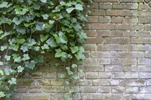 Bilder Datiert 3. April 2024: Efeu auf einem Ziegelmauer.