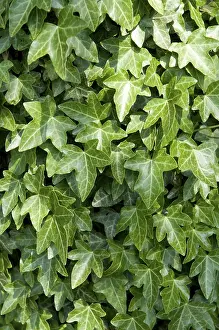 Ivy (Hedera)