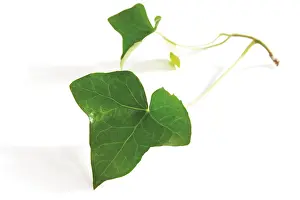 Studio Nature Shots Drucke: Ivy leaf (Hedera)