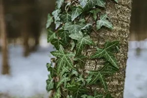 Ivy On Tree Trunk Drucke: Ivy on the tree trunk
