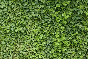 Climbing Plant Nature Drucke: Ivy on wall