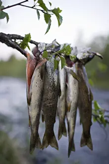 Fishing Leisure Activity Drucke: J8klUZSdfb0