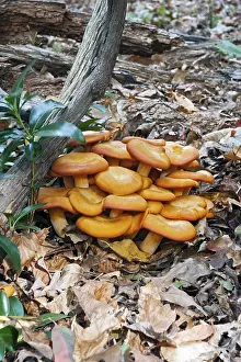 Lamellar Fungus Types Drucke: Jack OLantern (Omphalotus olearius)