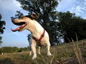 Colorful Animal Images Drucke: Jack Russel