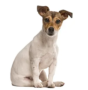 Dog Looking At The Camera Drucke: Jack Russel sitting and looking at the camera