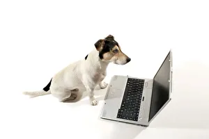 Ein Jack Russell sitzt vor einem Notizbuch