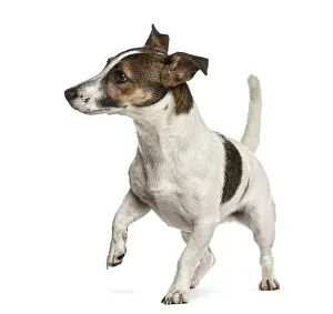 Deserted Studio Environment Drucke: Jack Russell in front of a white background