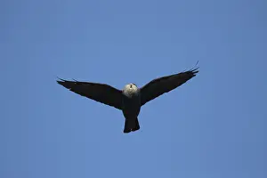 Wildlife Photography Suffolk UK Drucke: Jackdaw (Corvus monedula) adult corvid bird in flight carrying sheeps wool in its beak for nesting material in spring