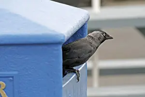Corvus Monedula Drucke: Jackdaw, Corvus monedula