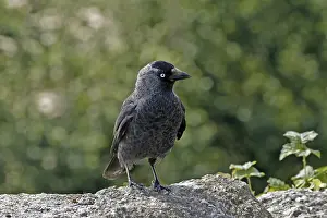 Corvus Monedula Drucke: Jackdaw, Corvus monedula, Jackdraw