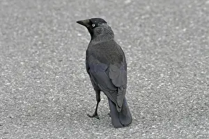 Coloeus Monedula Drucke: Jackdaw, Corvus monedula, Jackdraw