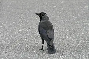Eurasian Jackdaw Drucke: Jackdaw, Corvus monedula, Jackdraw