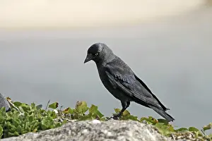 Eurasian Jackdaw Drucke: Jackdaw, Corvus monedula, Jackdraw