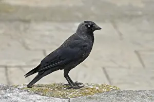 Eurasian Jackdaw Habitat Drucke: Jackdaw, Corvus monedula, Jackdraw