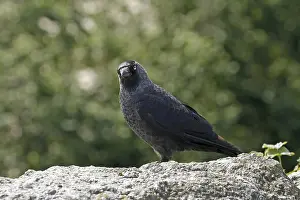 Wildlife Habitat Images Drucke: Jackdaw, Corvus monedula, Jackdraw