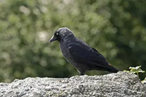 Eurasian Jackdaw Habitat Drucke: Jackdaw, Corvus monedula, Jackdraw