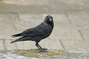Passerine Species Drucke: Jackdaw, Corvus monedula, Jackdraw