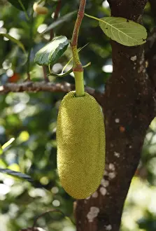 Artocarpus Heterophyllus Drucke: Jackfruit hanging on tree, Jackfruit tree