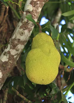 Moraceae Family Plants Drucke: Jackfruit tree (Artocarpus heterophyllus) on the tree