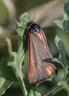 Drucke von Ein Jacob-Schmetterling (Tyria jacobaeae) in der Emsland Region, Niedersachsen, Deutschland Zinnobermotte Drucke: Jacob's Weichselkäfer (Tyria jacobaeae), Emsland, Niedersachsen, Deutschland