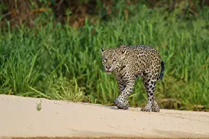 Big Cat Wildlife Photography Drucke: A jaguar strides along a sandy path surrounded by greenery