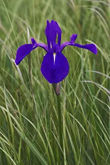 Deserted Nature Scenes Drucke: Japanese iris (Iris laevigata)