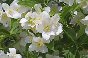 Fragrant Plant Images Drucke: Jasmin