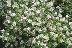 Fragrant Plant Details Drucke: Jasmin