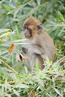 Macaca Fascicularis Drucke: Java monkey (Macaca fascicularis)