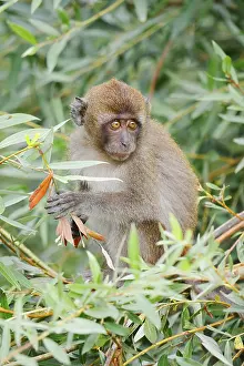 Macaca Fascicularis Drucke: Java monkey (Macaca fascicularis)