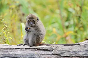 Java monkey (Macaca fascicularis)